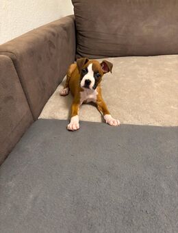 Reinrassige Boxer Welpen - Hagen (Stadt der FernUniversität)