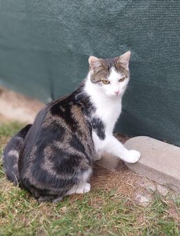 Chili, möchte jetzt auch in sein Fürimmerzuhause # Tierschutz - Neumarkt (Oberpfalz)