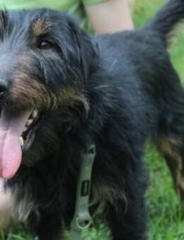 Speedy, su. aktive Besitzer - Neuhausen (Spree)
