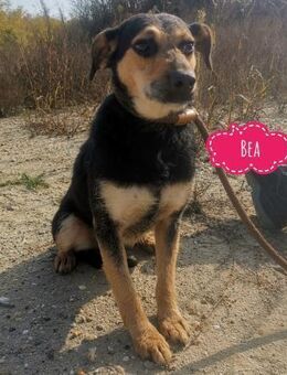 Bea ein Engel mit gebrochener Seele - Flörsheim-Dalsheim