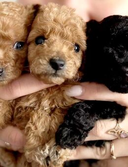 Abholbereit!! Süsse Maltipoo Welpen - Bramsche