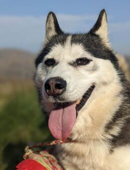Husky LINA - sanft, aktiv, kinderlieb - Linden (Hessen)