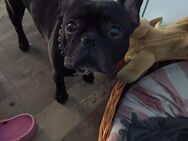 Frenchie Rüden sucht 5* Zuhause - Bohmte