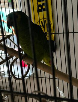 Blaustirnamazone (2012, Männchen) sucht liebevolles Zuhause - Hagen (Stadt der FernUniversität)