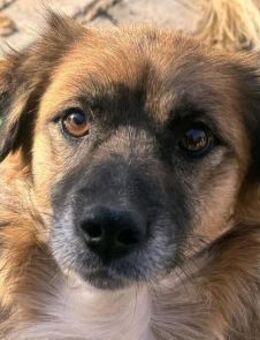 Ennio-fröhlicher Rüde, 30cm - Rösrath