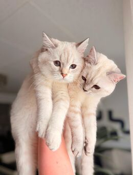 Ragdoll Kätzchen - Euskirchen