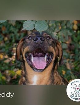 Freddy:Verspielter Entdecker sucht dich - Kirchzell