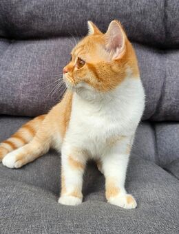 BKH Kitten mit Stammbaum - Hamburg Bergedorf