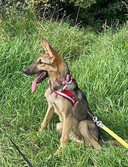 Bella lieber Welpe sucht Sie Ho - Ludwigshafen (Rhein)