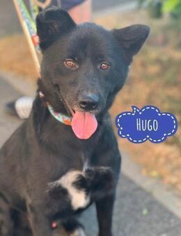 Hugo sucht aktive Menschen - Flörsheim-Dalsheim