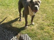 Hund Balu abzugeben/ verschenken - Delmenhorst