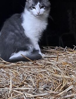 Junge Katze abzugeben - Koblenz