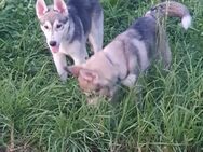 Sibirien Husky Junghunde suchen ein neues Zuhause - Schwäbisch Hall