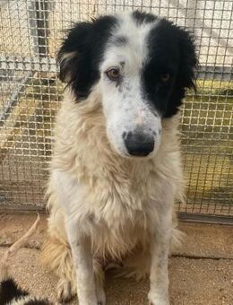 Fauna wartet im städtischen Canile - Bad Vilbel