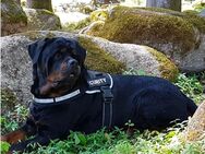 Liebevoller Rottweiler abzugeben. - Unterkirnach