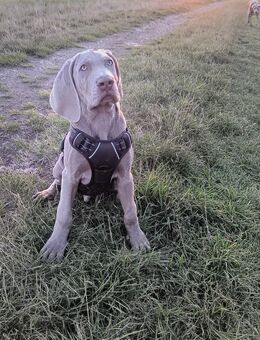 Weimaraner kurze haare - Artern (Unstrut)