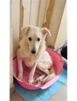 Maito Pflegestelle oder Zuhause gesuch - Oberwies