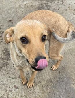 Suki - offen und lernwillig - Westerholt