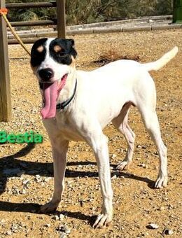 Bestia zärtlich u. lieb 09/21 ESP - Ruppertsecken