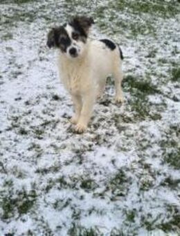 Charly - ein Charmeur auf vier Pfötchen - München