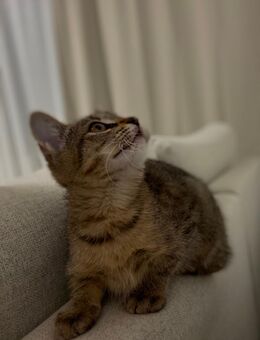 Kitten sucht neues Zuhause - Berlin