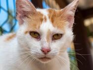 Kinder -liebevolle Katze sucht ihr Glück - Bad Camberg