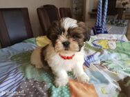 Shih tzu welpen - Cloppenburg