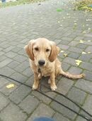 Golden Retriever Hündin 6Monate in 04932