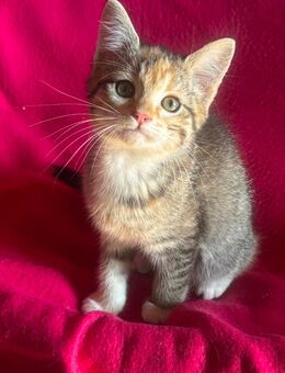 Sibirische Katze / Neva Masquarade x Hauskatze / Mix - Merseburg