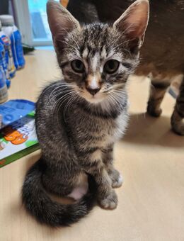 Dosenöffner gesucht 😻 - Mönchengladbach