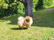 Ein reinrassiger Pomeranian Zwergspitz Rüde ab sofort abzugeben - Breidenbach