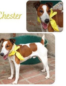 Chester - Wendelstein