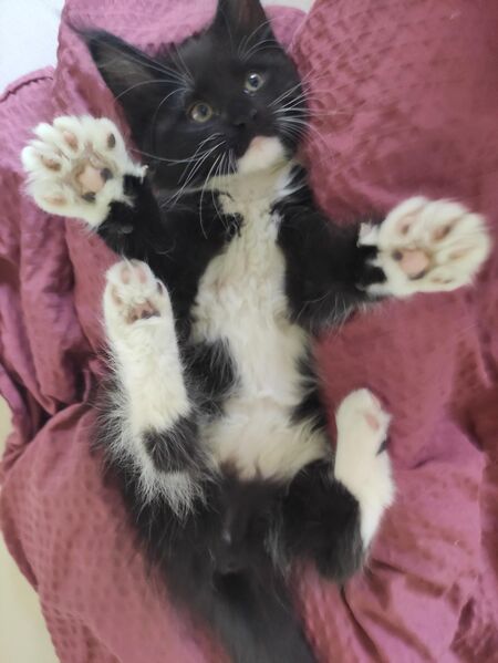 Hübsche reinrassige Maine Coon Kitten - Essen