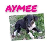 Die liebe❤️Aymee❤️sucht ihre Menschen - Freilassing