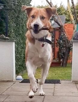 Buddy, geb. 01/2023 sucht sein Happy-Home - Boxberg (Oberlausitz)