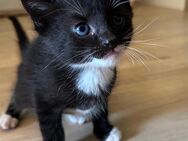 Katzen Babys - Horhausen (Westerwald)