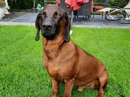 BGS Welpen, Bayrischer Gebirgsschweißhund, Jagdhund - Meckenheim