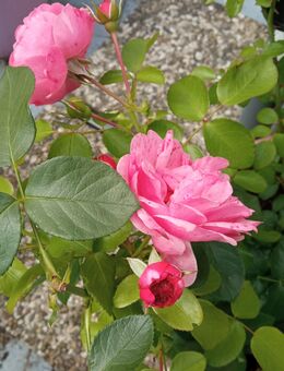 Ab Herbst Mischlingswelpe gesucht - Schwarmstedt