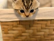 BKH Kitten - Bremen