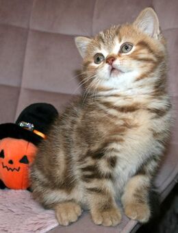 Das BESONDERE !! Chocolate-Tabby u. Cinnamon-Tabby Kitten, Kater ab Ende Oktober abzugeben - Köln