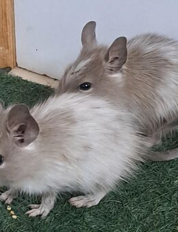 Degu Mädchen Nachzucht - Sonnenbühl