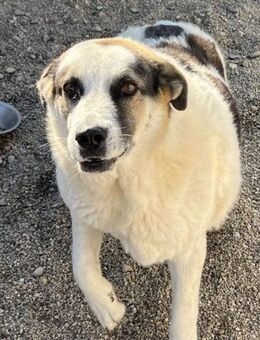 Balou - superfreundlich - Dreikirchen