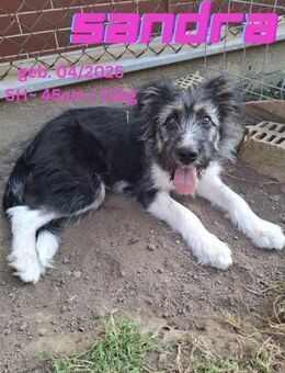 Sandra - Team Aliz - Rinteln