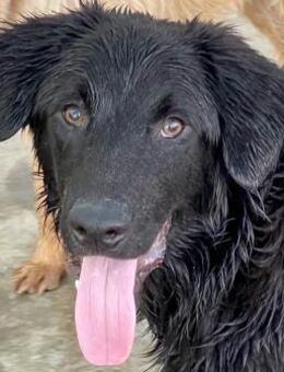 Shaggy - sportlicher, lieber, 3j. Bub - Hamburg