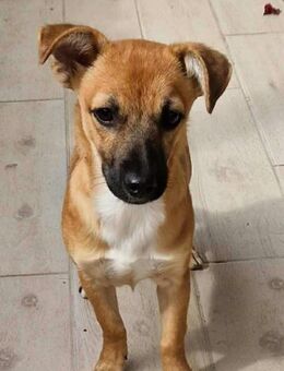 Schüchterne kleine Mila - Augsburg