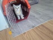 Zuckersüß BKH Kitten - Köln