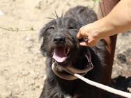 Tapioka, Besondere Hundedame, ca. 2 Jahr - Vaterstetten