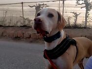 Bruno - ein Pointer voller Liebe - Berlin