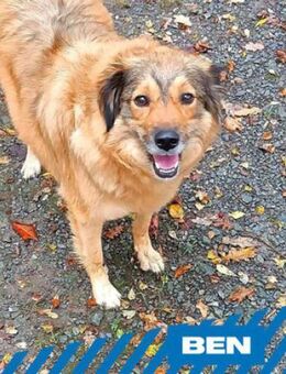 Ben - liebt konsequente Menschen - Berlin