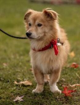 Inkontinenter Gaber hofft auf sein Heim - Neuss